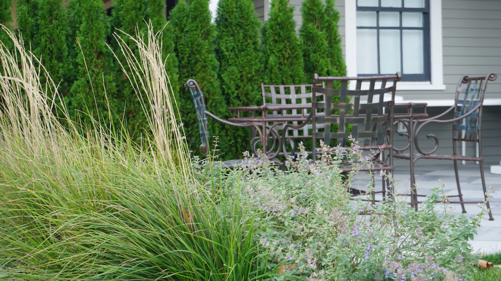 Ornamental grasses and purple perennials in front of the dining terrace, with arborvitae behind