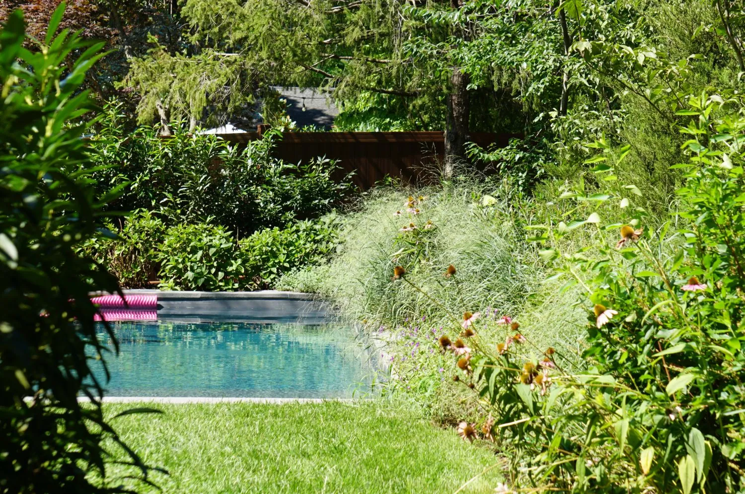 View through the planting to the pool, with coneflowers and grasses in the foreground
