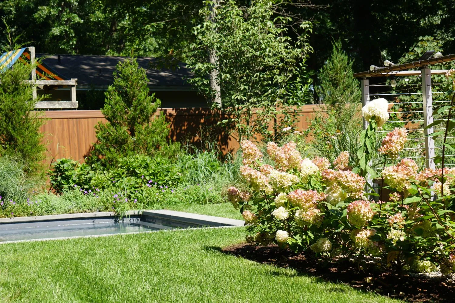 Hydrangeas in bloom at the edge of the lawn, with the pool and planted fence line beyond