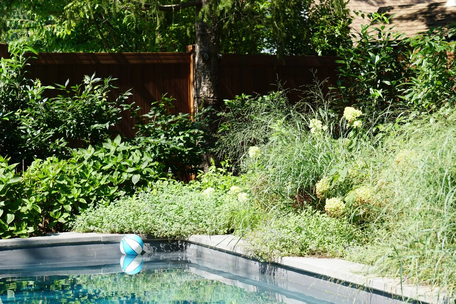 Pool corner bordered by low perennials, grasses and white hydrangeas beneath a mature tree