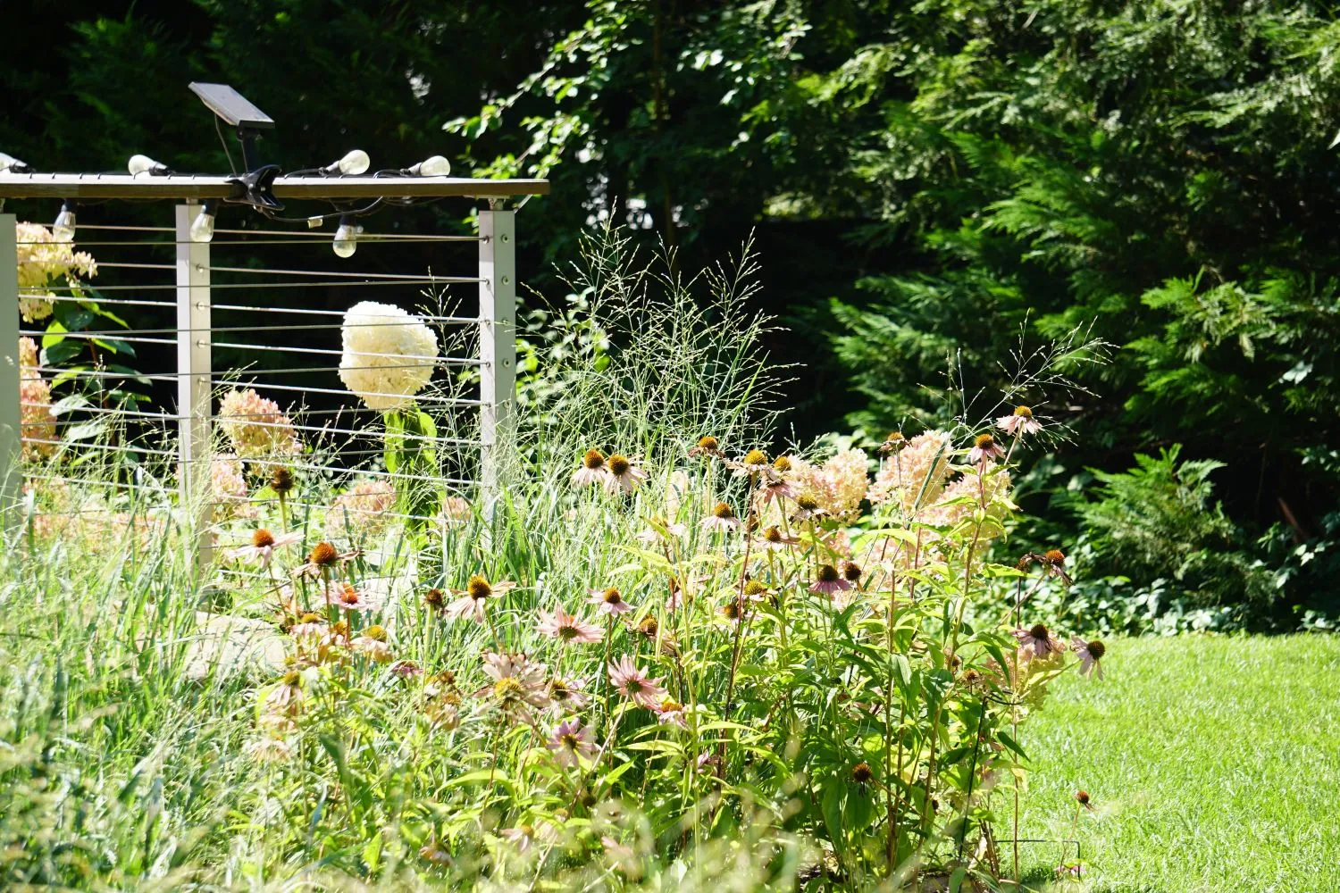 Coneflowers and grasses in front of a cable-rail deck, with evergreens behind