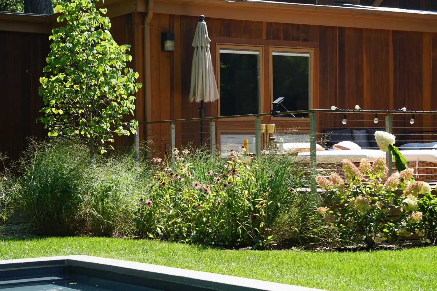 Grasses, coneflowers and hydrangeas along the deck, with a young tree against the wood-clad house