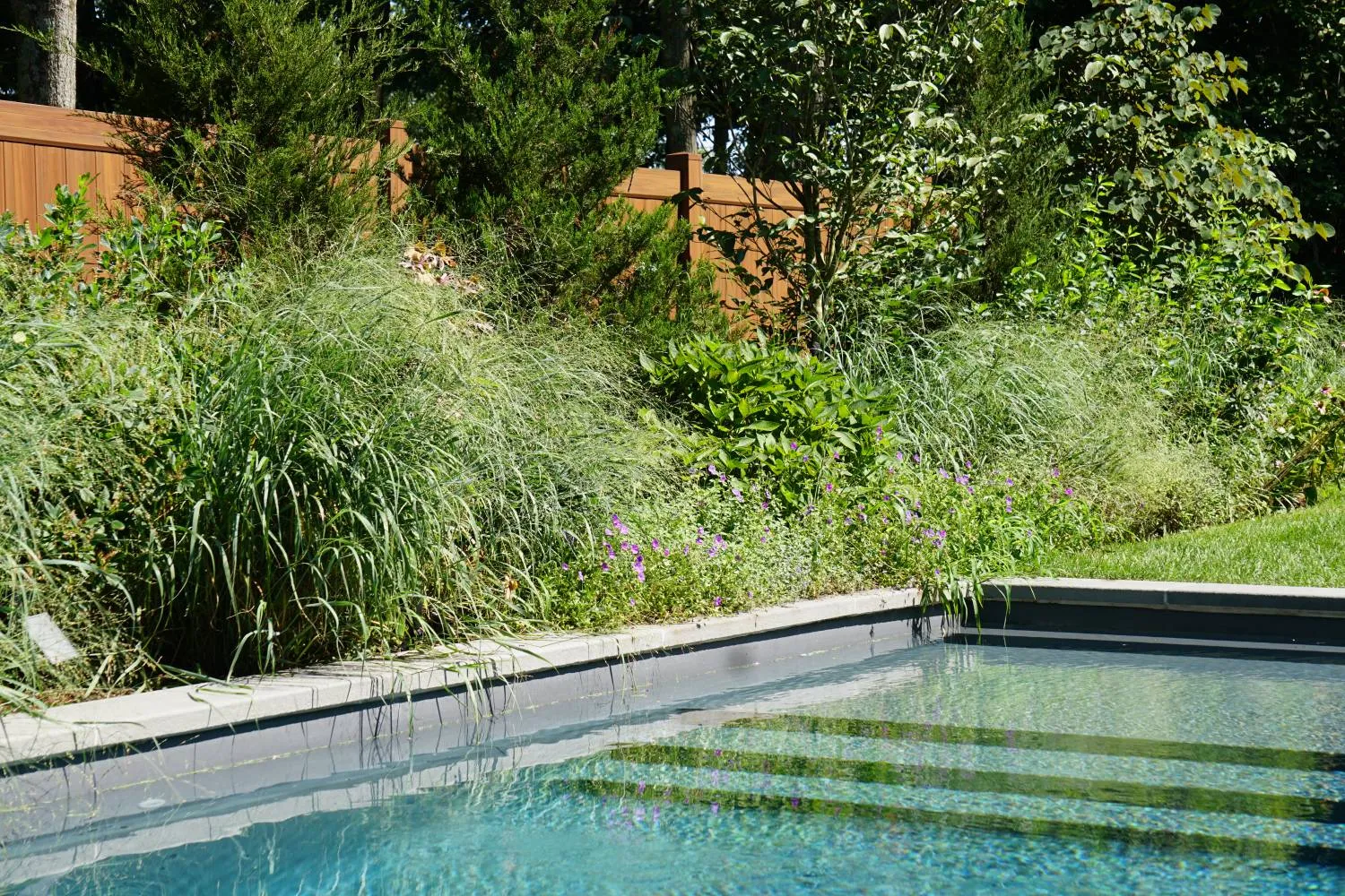 Pool edge with stone coping, ornamental grasses and purple perennials spilling over it, evergreens behind